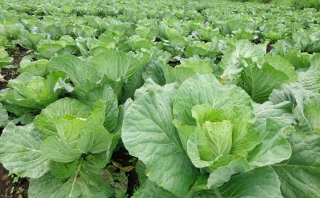 Growing cabbage