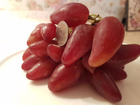 grape variety Dubovsky pink