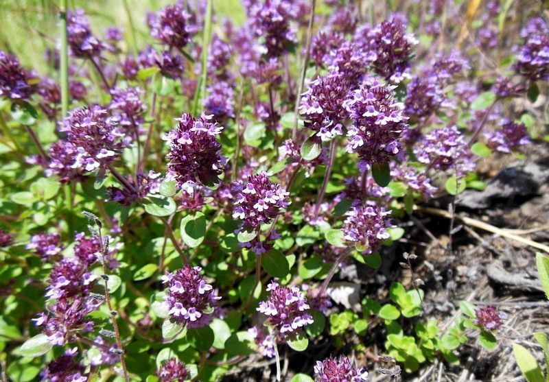 How to grow lemon thyme: outdoor cultivation, planting and care, photo