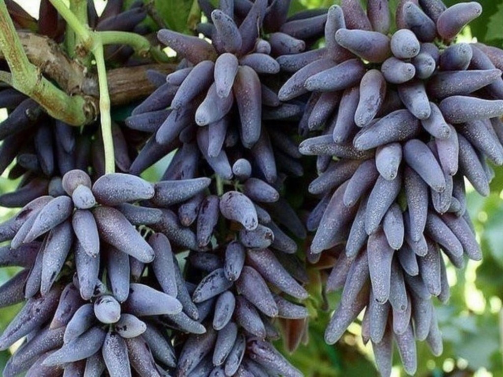 Grapes Witch's Fingers