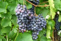 variedad de uva Agate Donskoy