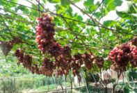 variedad de uva arqueada