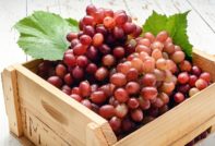 variedad de uva Sofía