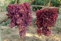 variedad de uva Vélez