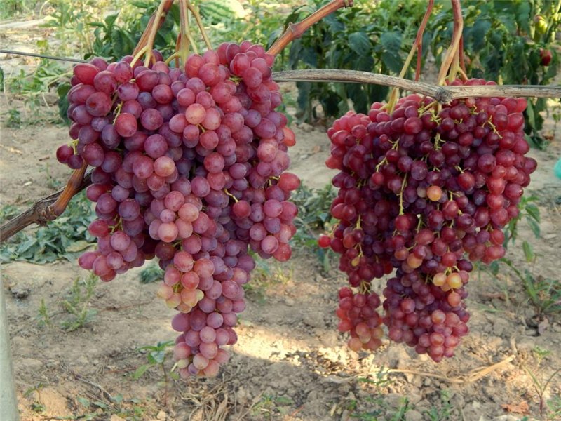 grape variety Velez