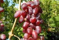 Druiven Baikonur