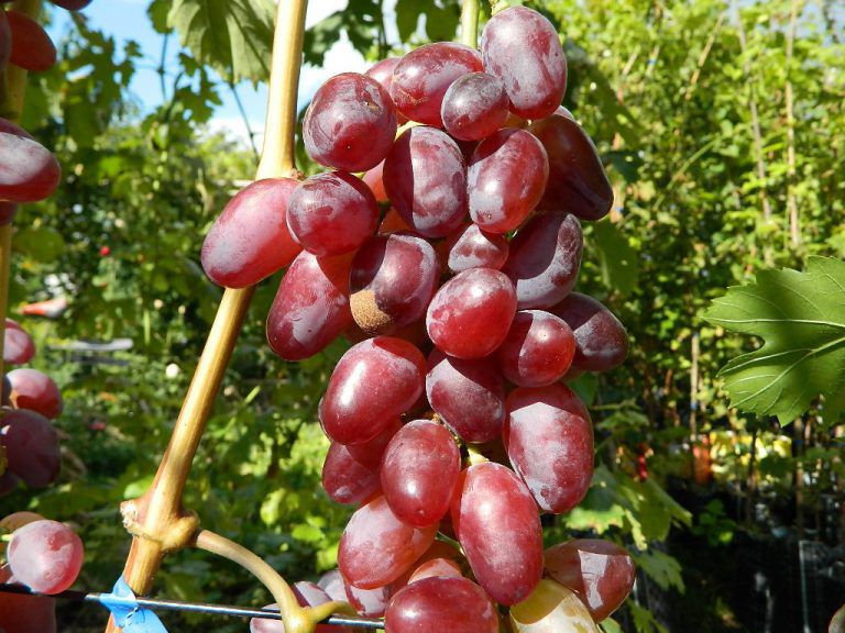 Druiven Baikonur