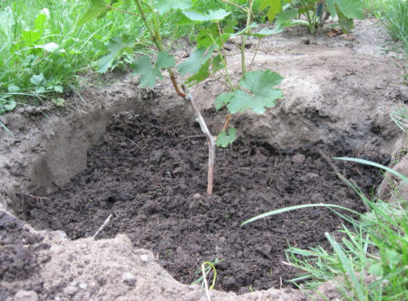 Plantación de uva