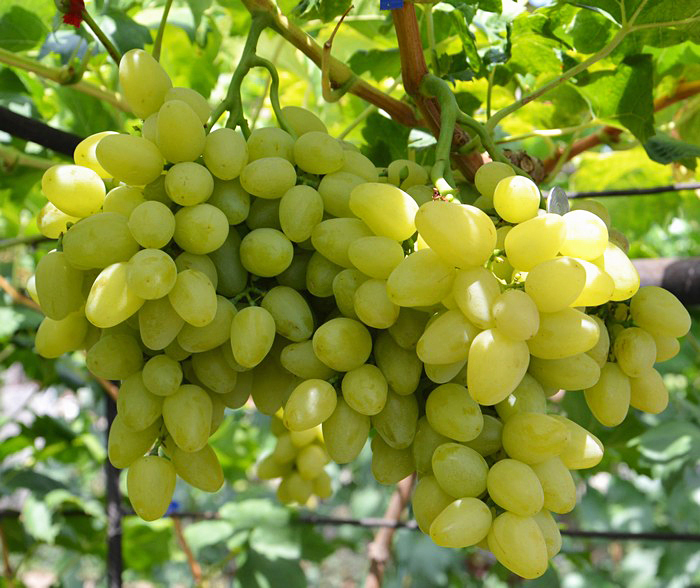 Bazhen grapes