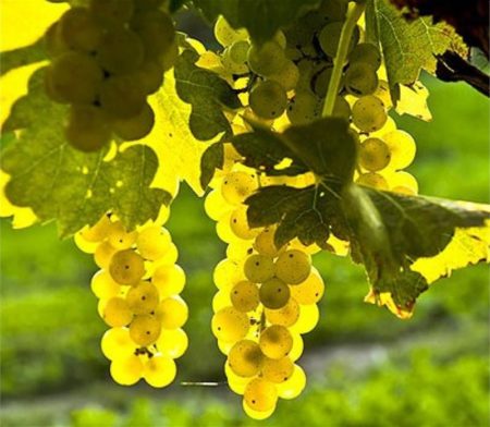 Grape variety White Miracle