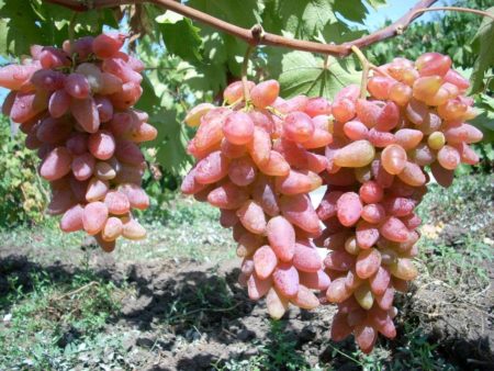 Grapes Dubovsky Pink