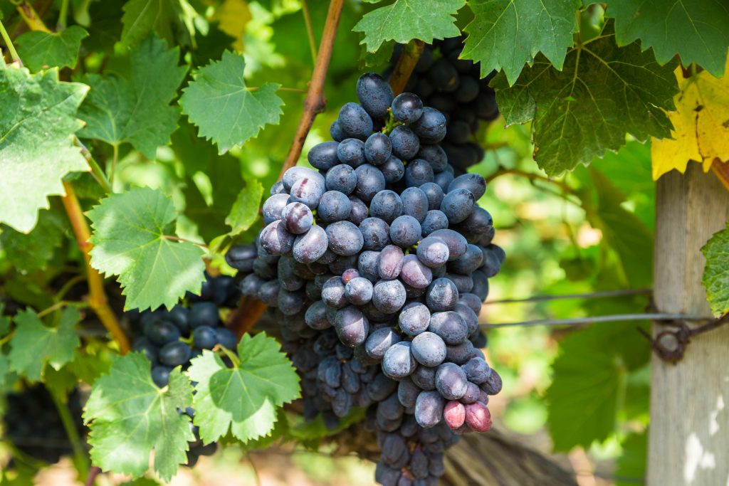 grape variety furor