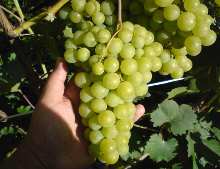 Galbena Nou grapes