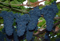 Marquette Grapes