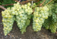 uvas moscatel blanco