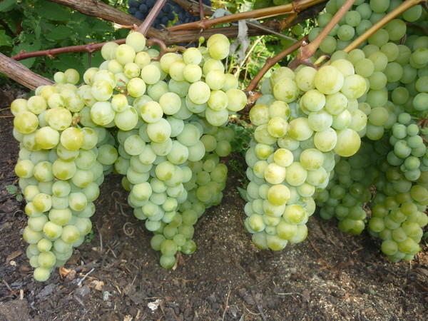 fehér muscat szőlő