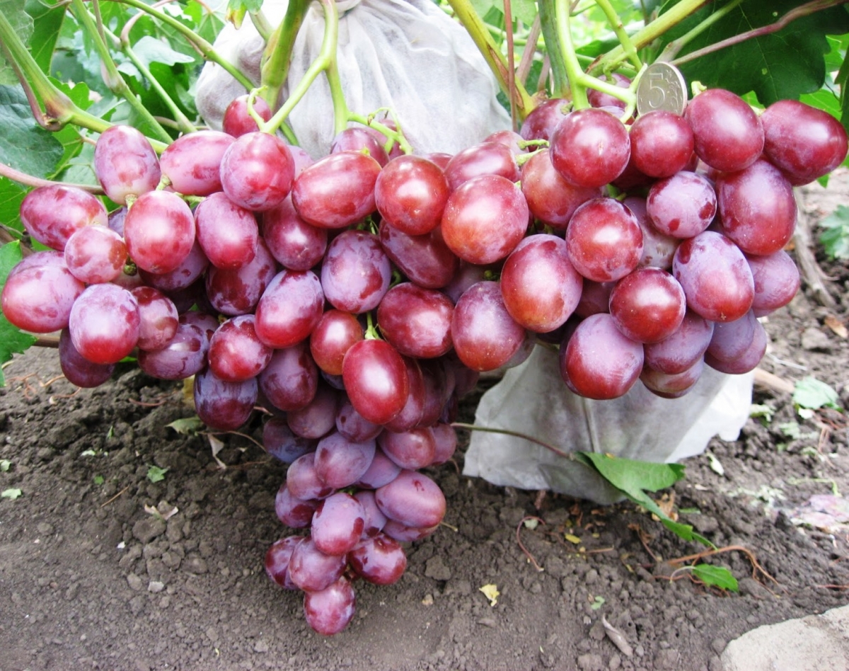 Bunch of grapes