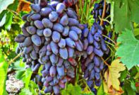 Druiven van Negrul-geheugen