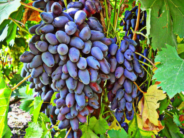 Grapes of Memory of Negrul