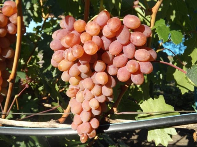 Rumba grape variety