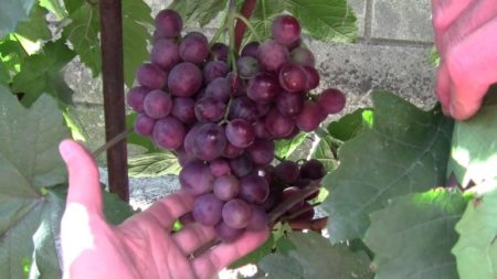 Grape variety Senator Pavlovsky