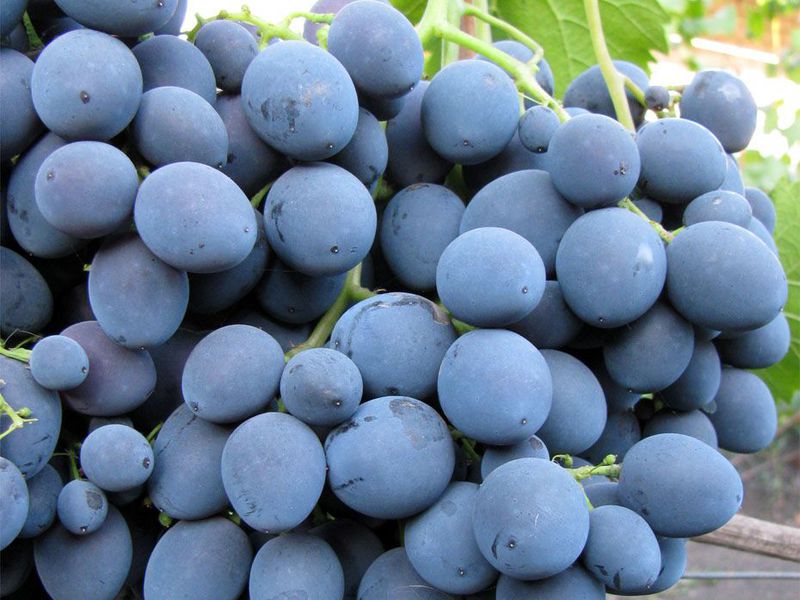 العنب الأزرق
