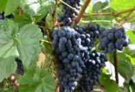 Como cultivar uvas en Siberia