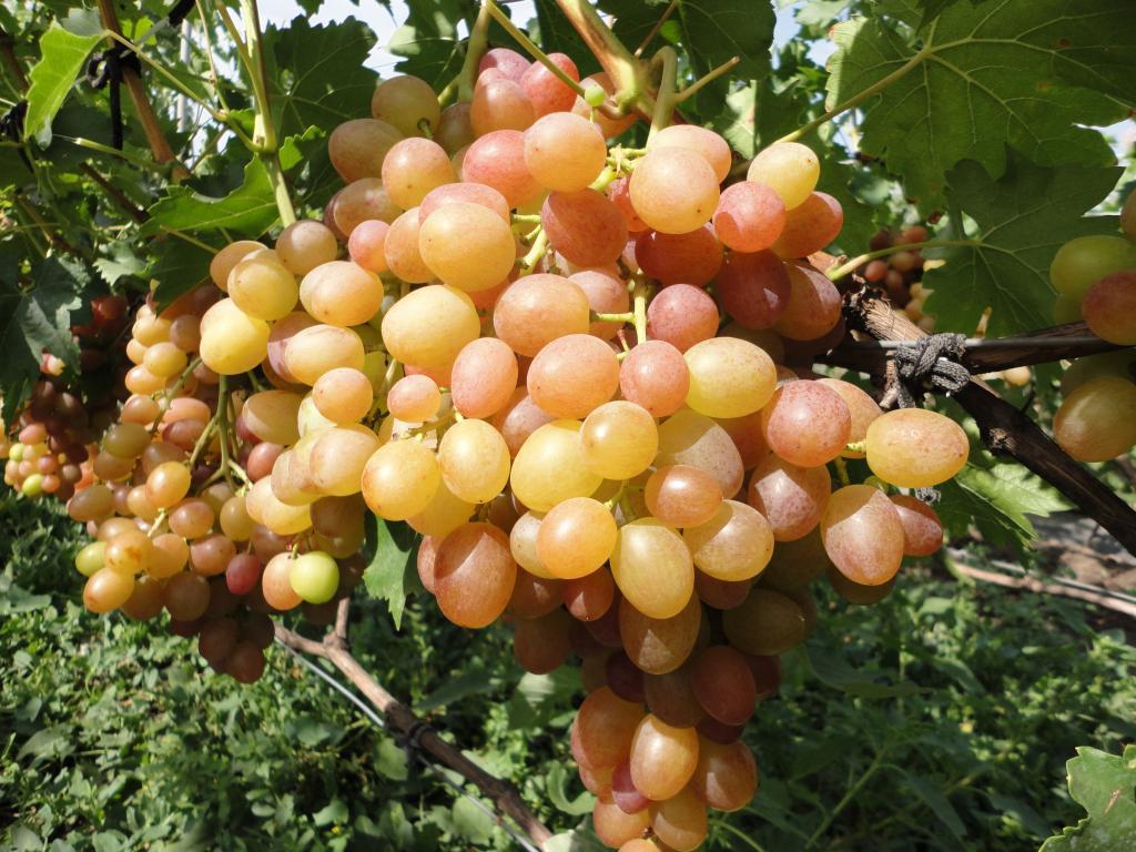 Kaméleon szőlő