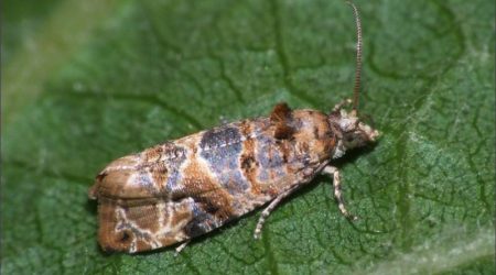 Grape Insect Pests