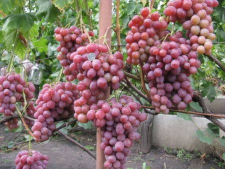 Bagaimana untuk menanam anggur