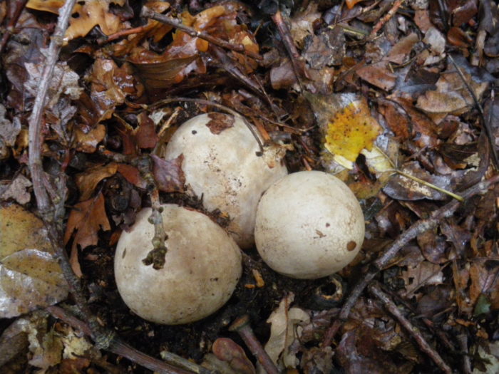 The initial stage of mushroom maturation