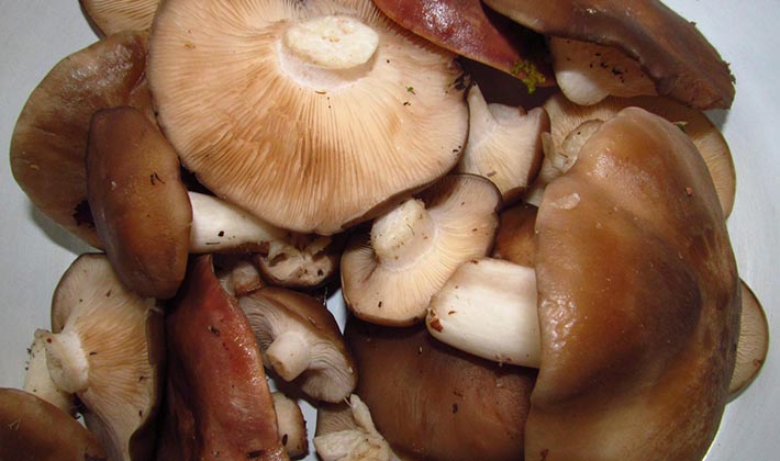 Pickled Mushrooms