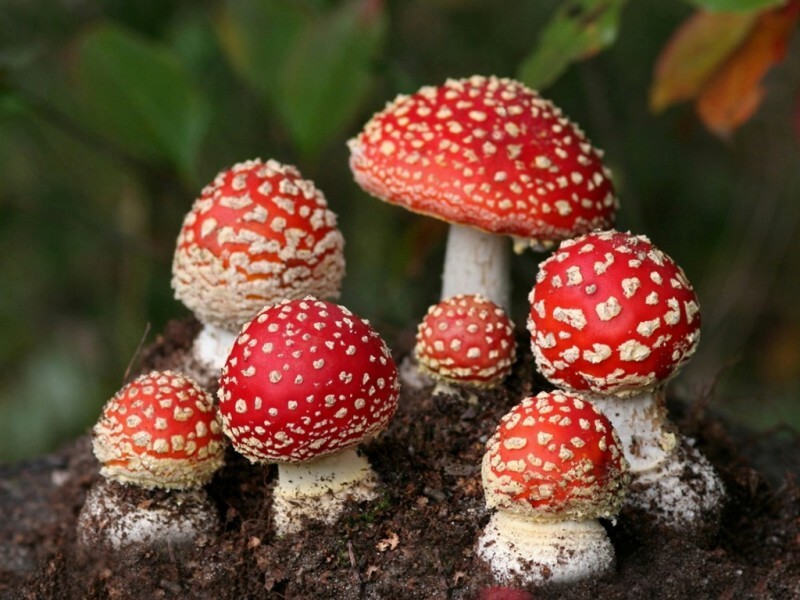 Active components of fly agaric