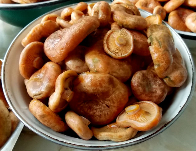 Poľské marinované šafranové huby