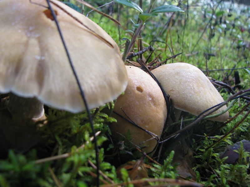 Mushroom Growth Places