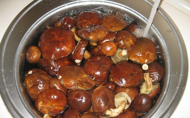 Polish pickled mushrooms