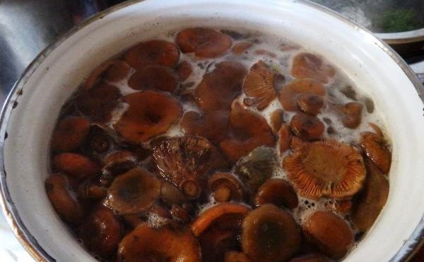Cooking saffron mushrooms