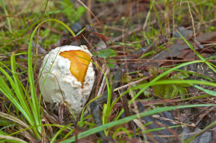 Egg mushroom