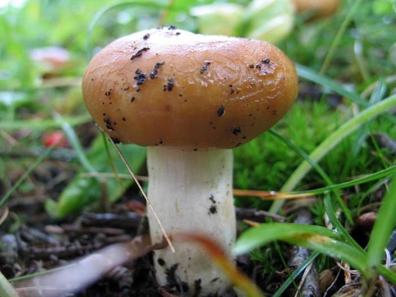 Mycelium z Valuya
