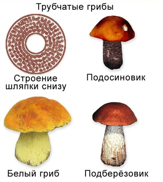 Features of tubular mushrooms