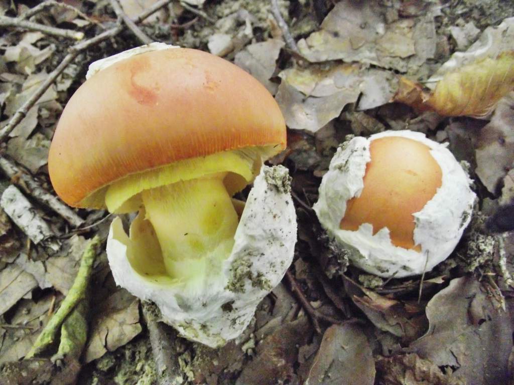 Morfologie houby