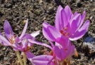 Colchicum rudens vai colchicum