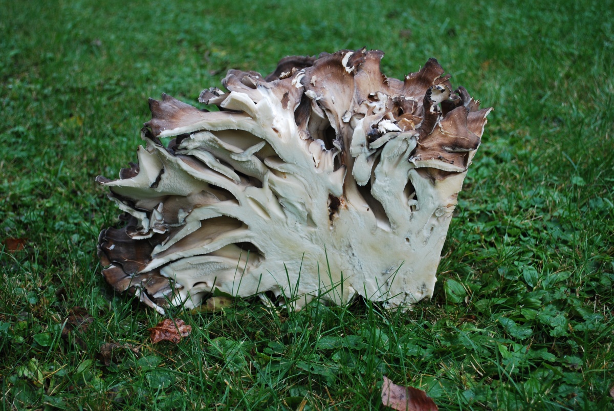 Cut mushroom