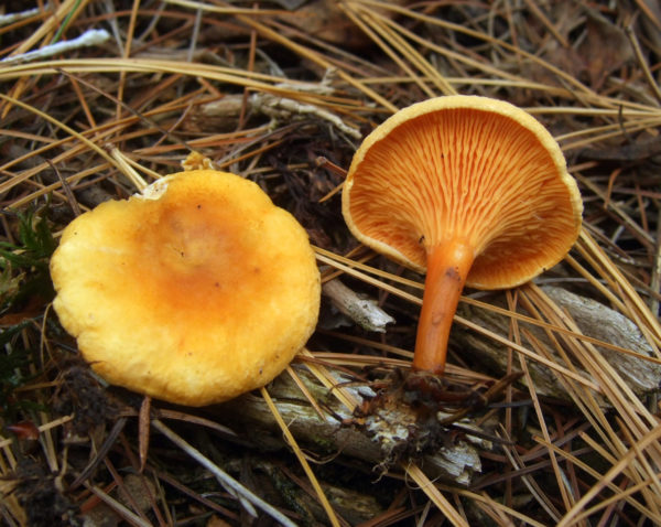 Строчки грибы фото ложные как отличить