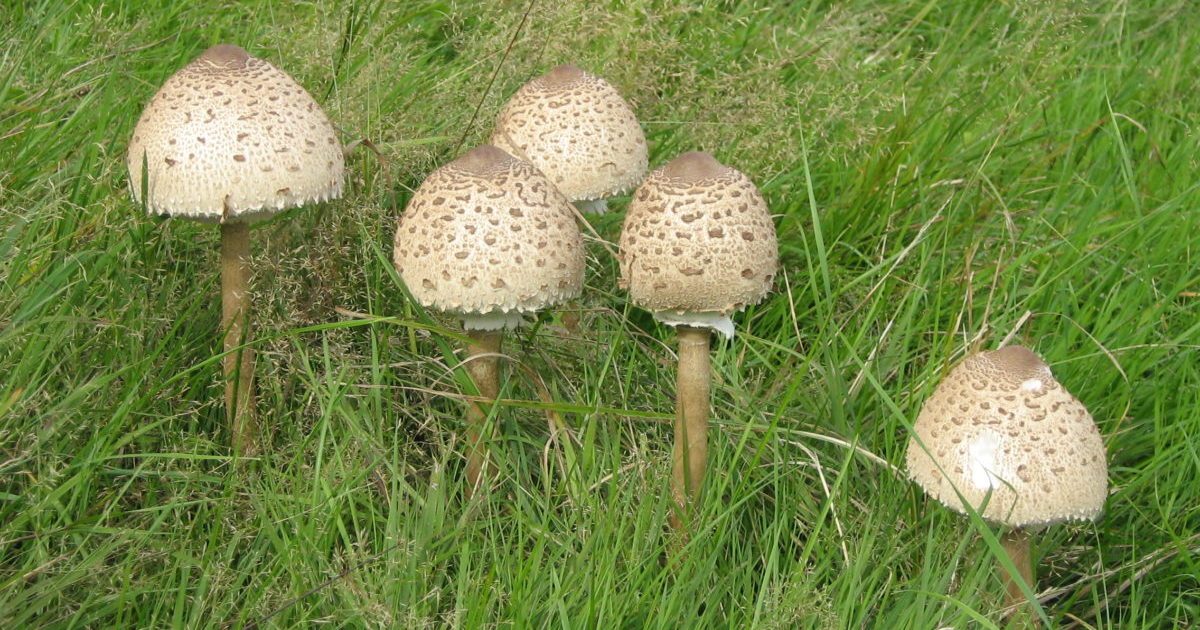 Pestrý deštník na houby