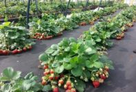 Pemprosesan strawberi pada musim luruh
