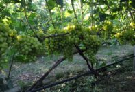 Autumn grape grafting