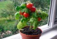 Tomater i fönstret: