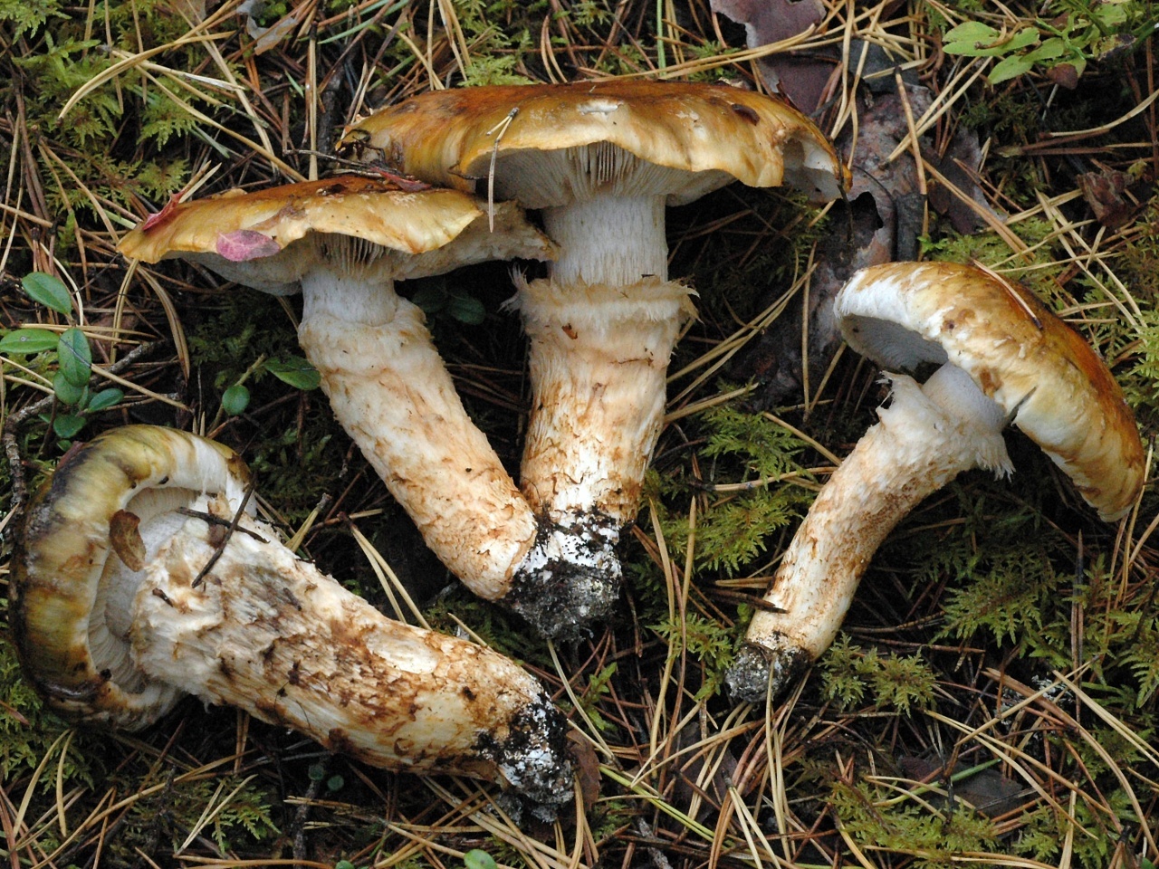 Mushroom structure