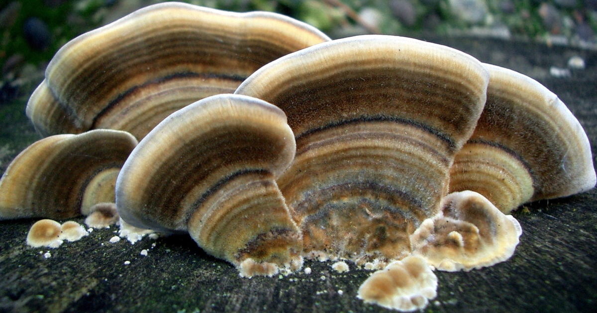 Tinder fungus